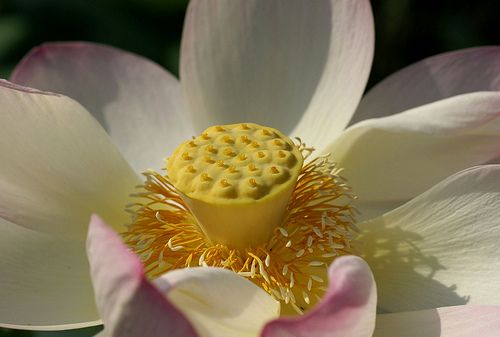 Samenkapsel einer Lotusblüte Samenkapsel einer Lotusblüte